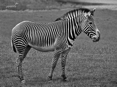 Maybe you would like to learn more about one of these? Black and White Zebra | Chapman's Zebras are found in East a… | Flickr