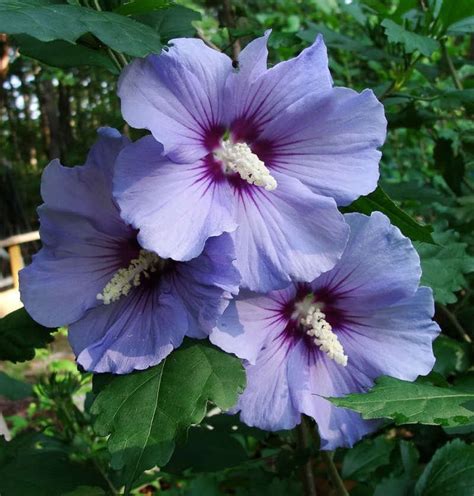15 Blue Chiffon Rose Of Sharon Hibiscus Syracus Seeds Etsy