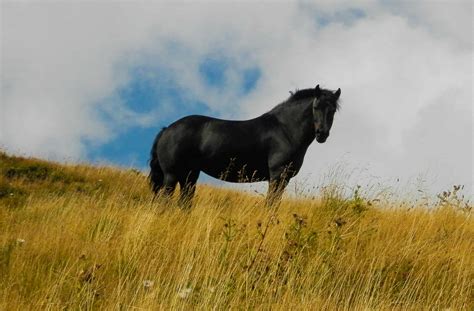 How Coat Color Adaptations Helped Ancient Horses Survive - The Horse