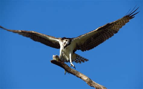 Wallpaper Bird Of Prey Eagle Beak Falcon Hawk Buzzard Predator