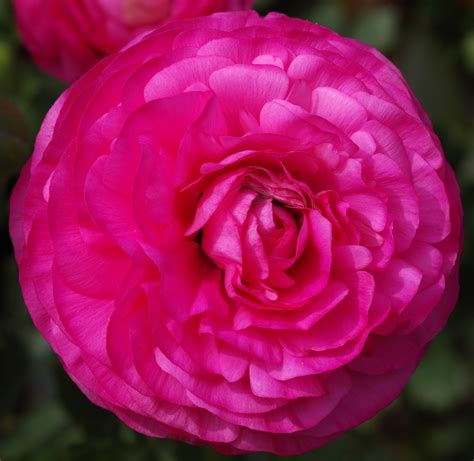 Free Images Flower Petal Floral Rose Spring Pink Ornamental