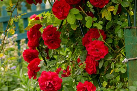 Climbing Rose Bushes City Floral Garden Center Denver Colorado