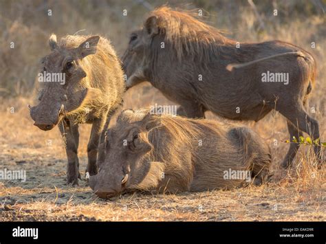 Kruger National Park South Africa Warthogs Stock Photo Alamy
