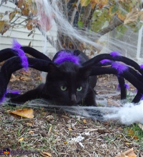 Homemade Spider Costume For Cats