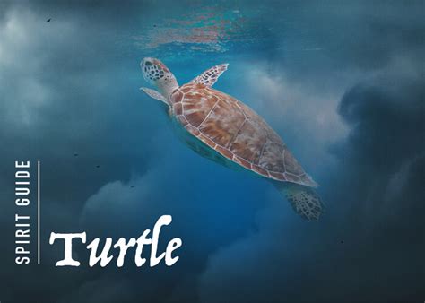 The Turtle Spirit Animal A Complete Guide To Meaning And Symbolism