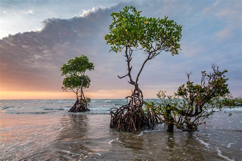 15 Amazing Trees To Remind You Why Nature Is Awesome