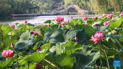 Lotus Flowers In Full Bloom Across China Xinhua