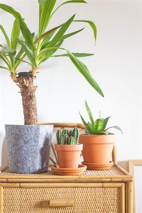 Check spelling or type a new query. How to Care for Plants in Pots without Drainage Holes ...
