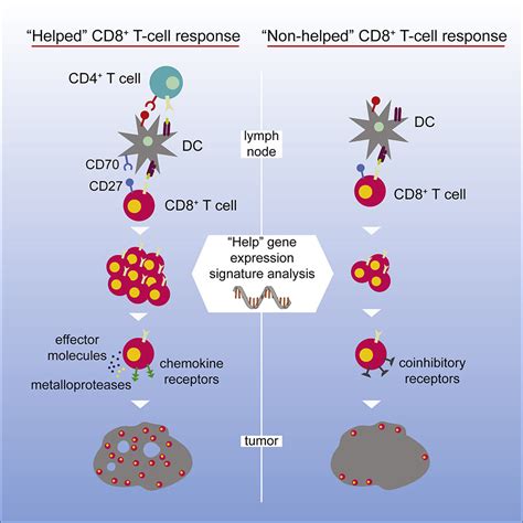 Cd4 T Cell Help Confers A Cytotoxic T Cell Effector Program Including