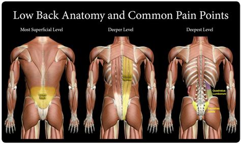All of these can be responsible for pain in the left side of your lower back, so there are many. Pin on All types of pain and remedies