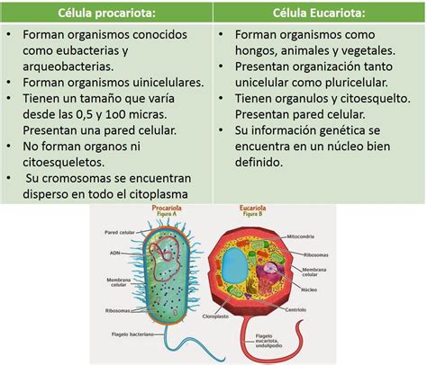 Cuadro Comparativo Entre La Celula Eucariota Y Procariota Diferencias Cloobx Hot Girl