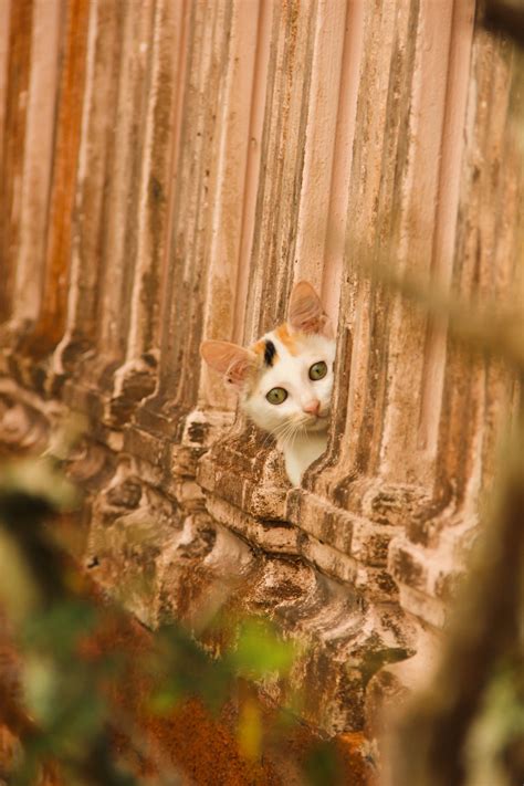 無料画像 自然 ブランチ 野生動物 ペット 毛皮 子猫 ネコ 秋 タブビー 哺乳類 リス 動物相 友人 閉じる