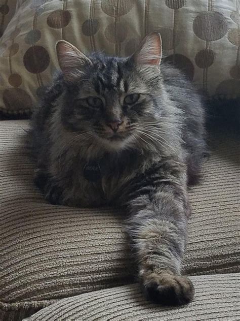 The maine coon cat originated in, you guessed it, maine! Pin on Maine Coon Cat