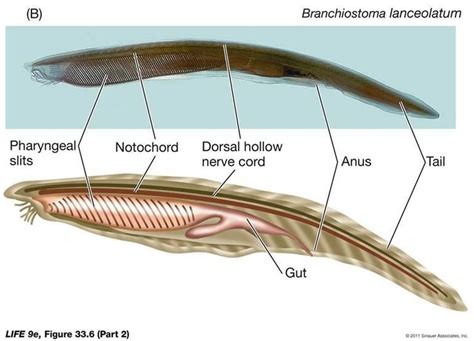 Lancelet Marine Animals Zoology Biology