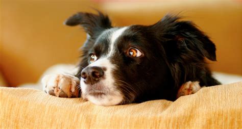 Stressed Dog 5 Ways To Provide Stress Relief