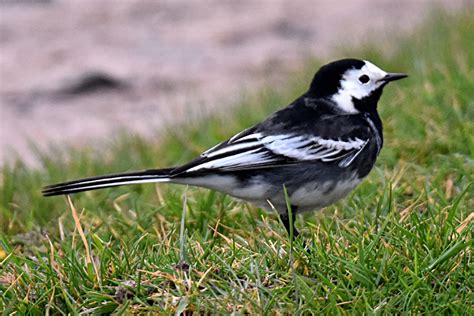 Pied Wagtail By Fausto Riccioni Birdguides