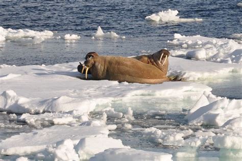 Two Walpopos Are Laying On Ice Floes In The Water