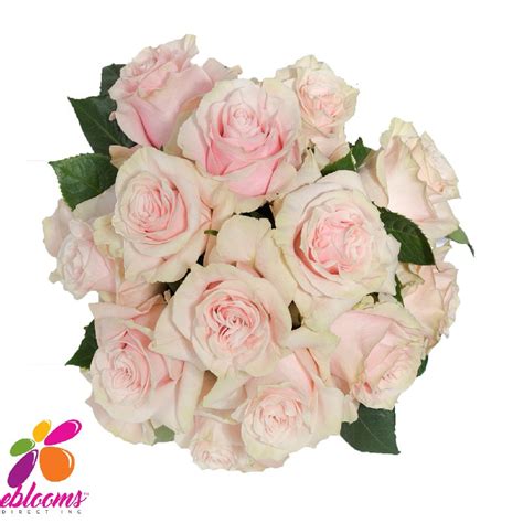 Pink Mondial Rose Variety Pink Ebloomsdirect Eblooms Farm Direct Inc