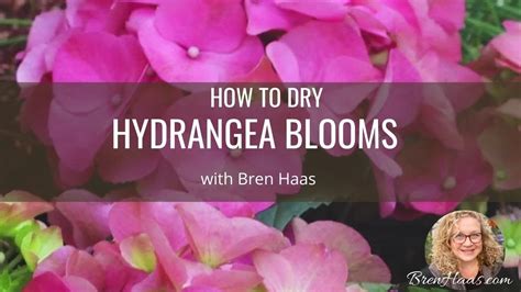 How To Dry Hydrangea Flowers Youtube