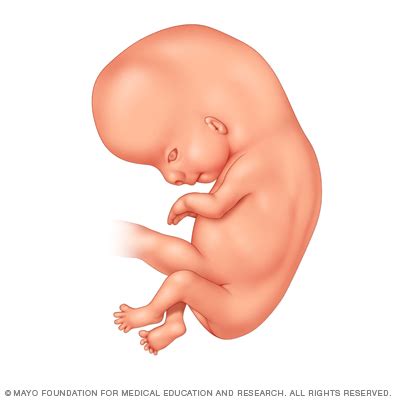 Desarrollo Fetal El Primer Trimestre Middlesex Health