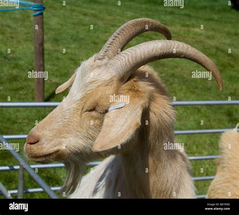 Head Portrait Of Goat Stock Photo Alamy