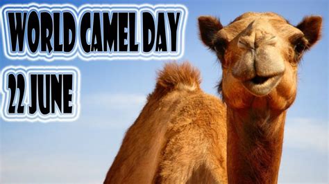 World Camel Day 22 June Interesting Facts About Camel Youtube