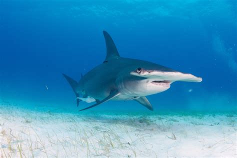 8 Things You Should Know About Sharks Now That Shark Week