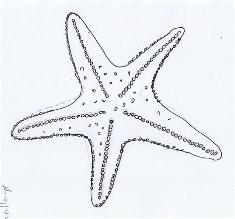 Starfish Outline Clipart Best