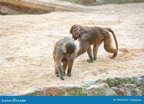 Two Playing Monkeys Stock Image Image Of Cute Monkeys 179410345