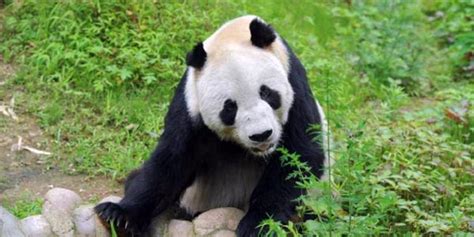 Panda Jantan Tertua Di Dunia Mati Di China