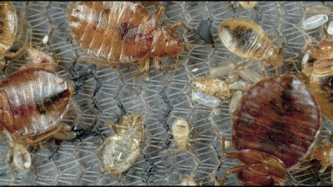 Bed Bugs What You Need To Know Youtube