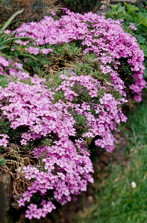 How To Plant And Grow Phlox