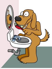 Check spelling or type a new query. Your Pet Dentist Why Use a Plaque Preventive Water Additive?