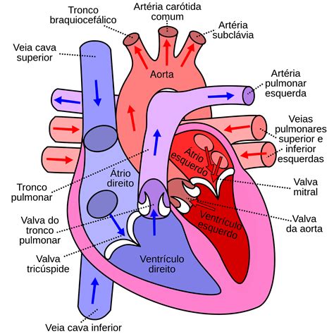 Mapa Conceptual Sistema Cardiovascular Png Es Que Porn Sex Picture