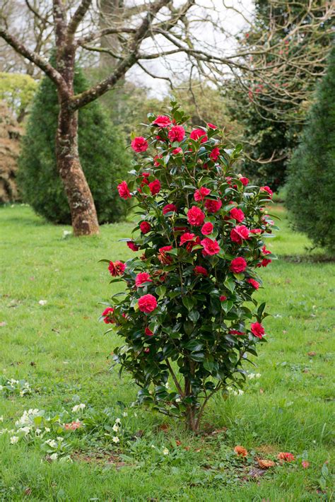 Landscaping Ideas The Case For Camellias Gardenista