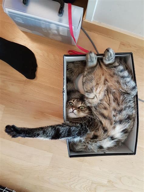 18 Cats Who Are Kinda Maybe Stuck In Boxes Cuteness