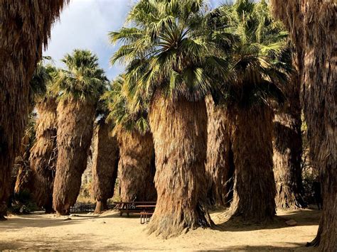 Palm Tree Oasis Hike Coachella Valley Preserve Mccallum Trail
