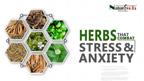 Herbs That Combat Stress And Anxiety Relieve Stress And Anxiety With