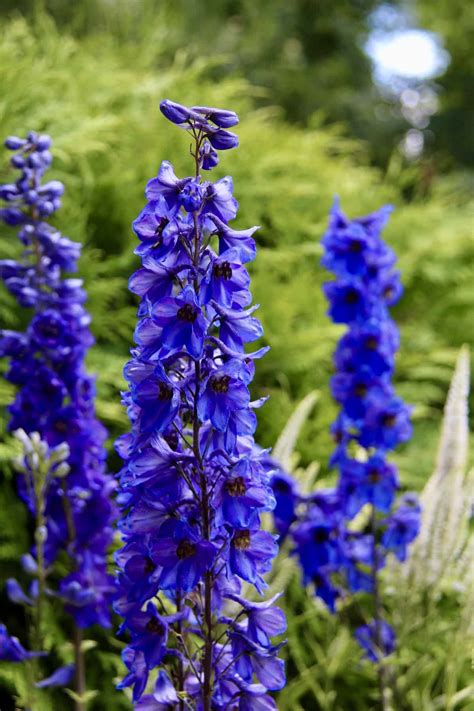Blue Delphinium: Choosing and Growing True Blue Flower Spires in the Garden
