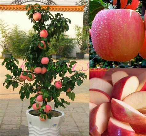 Buy dwarf fruit trees online. Buy Dwarf Miniature ! 'FUJI' apple tree indoor or outdoor ...