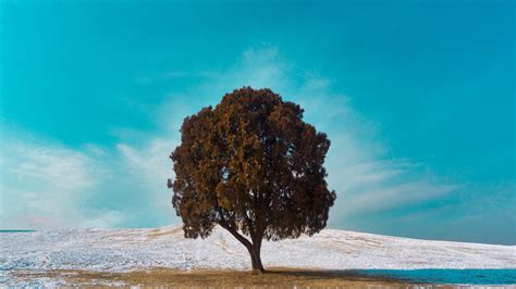 Lonely Tree Dub Landscape Wallpaper 1920x1080 Full Hd Full High