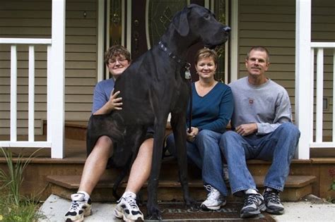 Cute Dogspets Zeus~worlds Tallest Dog 2013