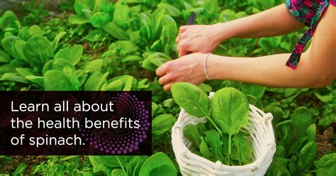 Health Benefits Of Spinach UPMC HealthBeat