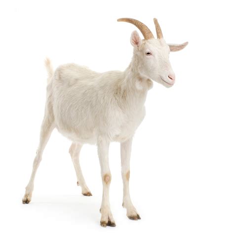 Premium Photo Goat Standing Up Isolated On A White Background