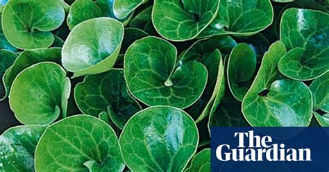 Plant Of The Week Wild Ginger Gardens The Guardian