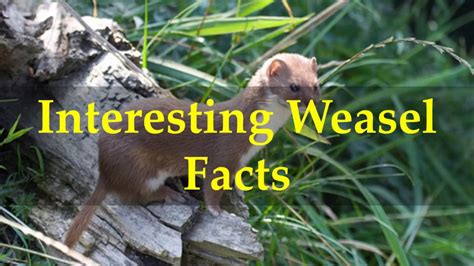 Interesting Weasel Facts Youtube