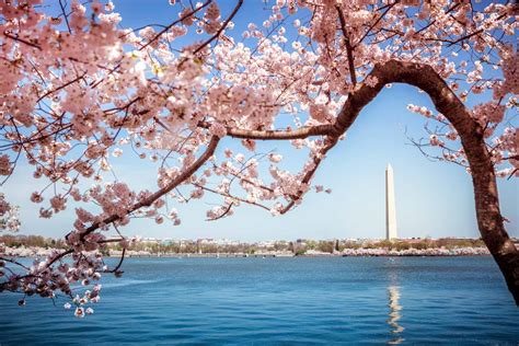 What To Do At Dcs National Cherry Blossom Festival