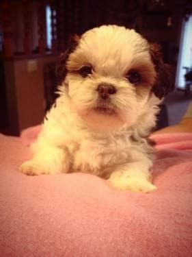 We are a small breeder of the shichon (teddy bear) puppies. 4 month old Teddy Bear Puppies! for Sale in Andover ...