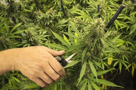 pruning-cannabis-plant | Sunwest Genetics