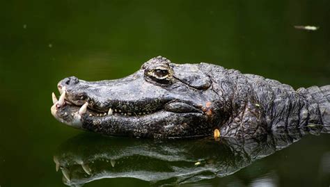 The crocodile is a large reptile with thick scales, long snout, and many sharp teeth. Swimmer bitten on head by saltwater crocodile - WYZA